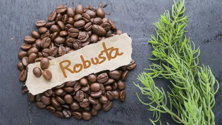 ciri cici robusta yang unik