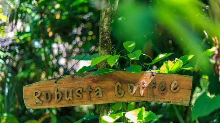 Varietas kopi robusta yang paling populer di Indonesia nih