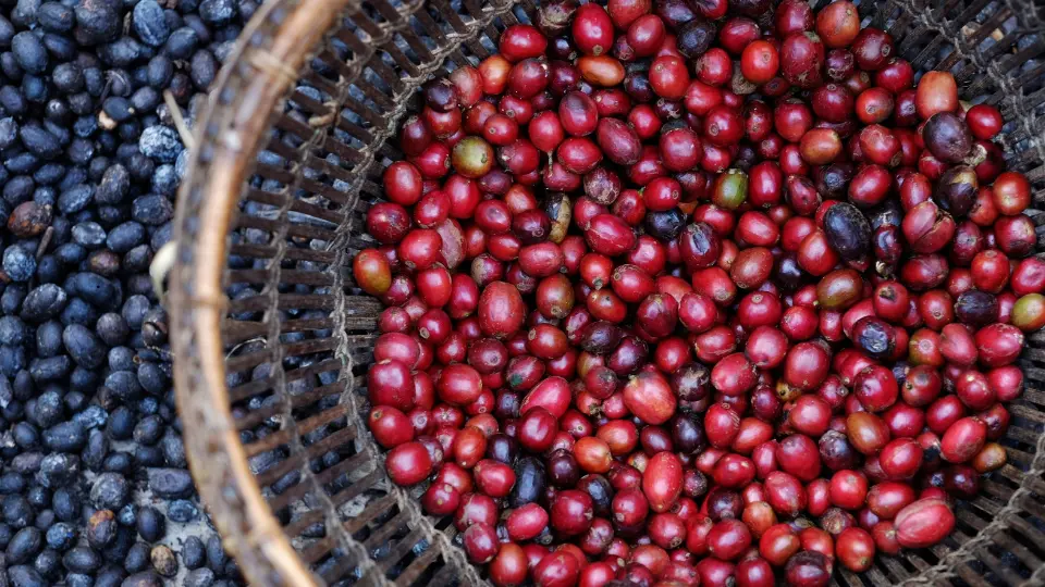 varietas kopi robusta indonesia dan budidaya kopi robusta
