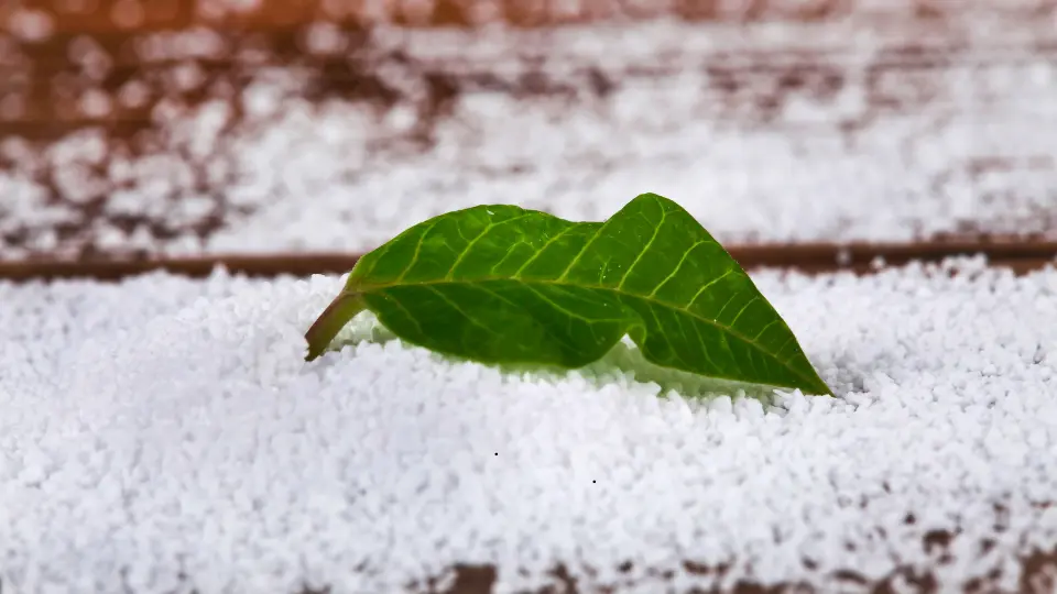 apa itu sorbitol powder untuk apa